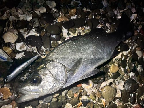 セイゴ（ヒラスズキ）の釣果
