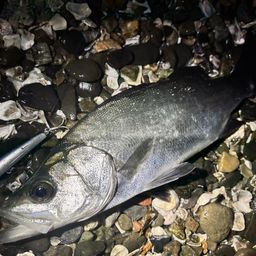 セイゴ（ヒラスズキ）