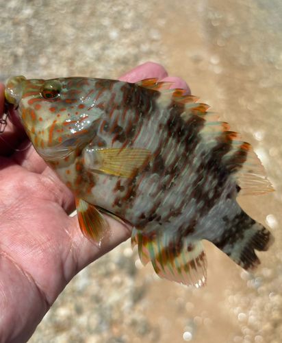 ミツバモチノウオの釣果