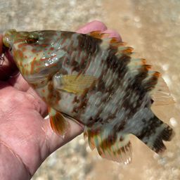 ミツバモチノウオ