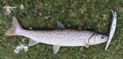 アメマスの釣果
