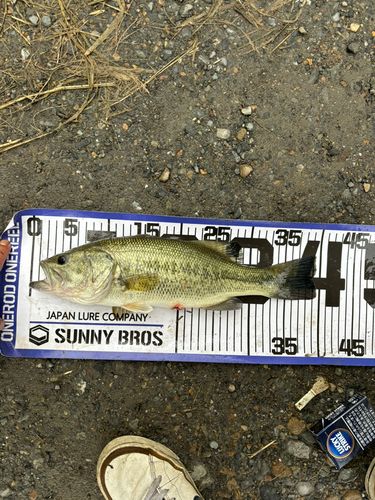 ラージマウスバスの釣果