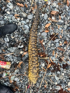 ウツボの釣果
