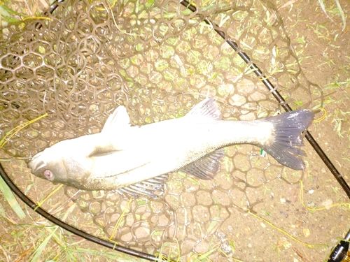 フッコ（マルスズキ）の釣果