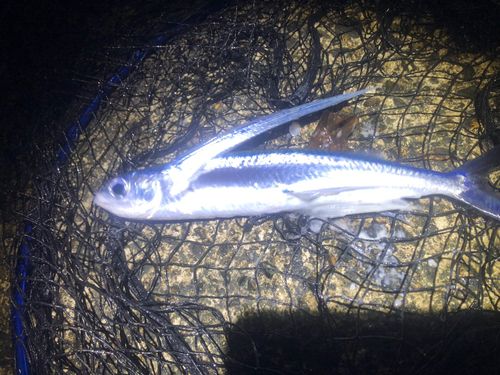 トビウオの釣果