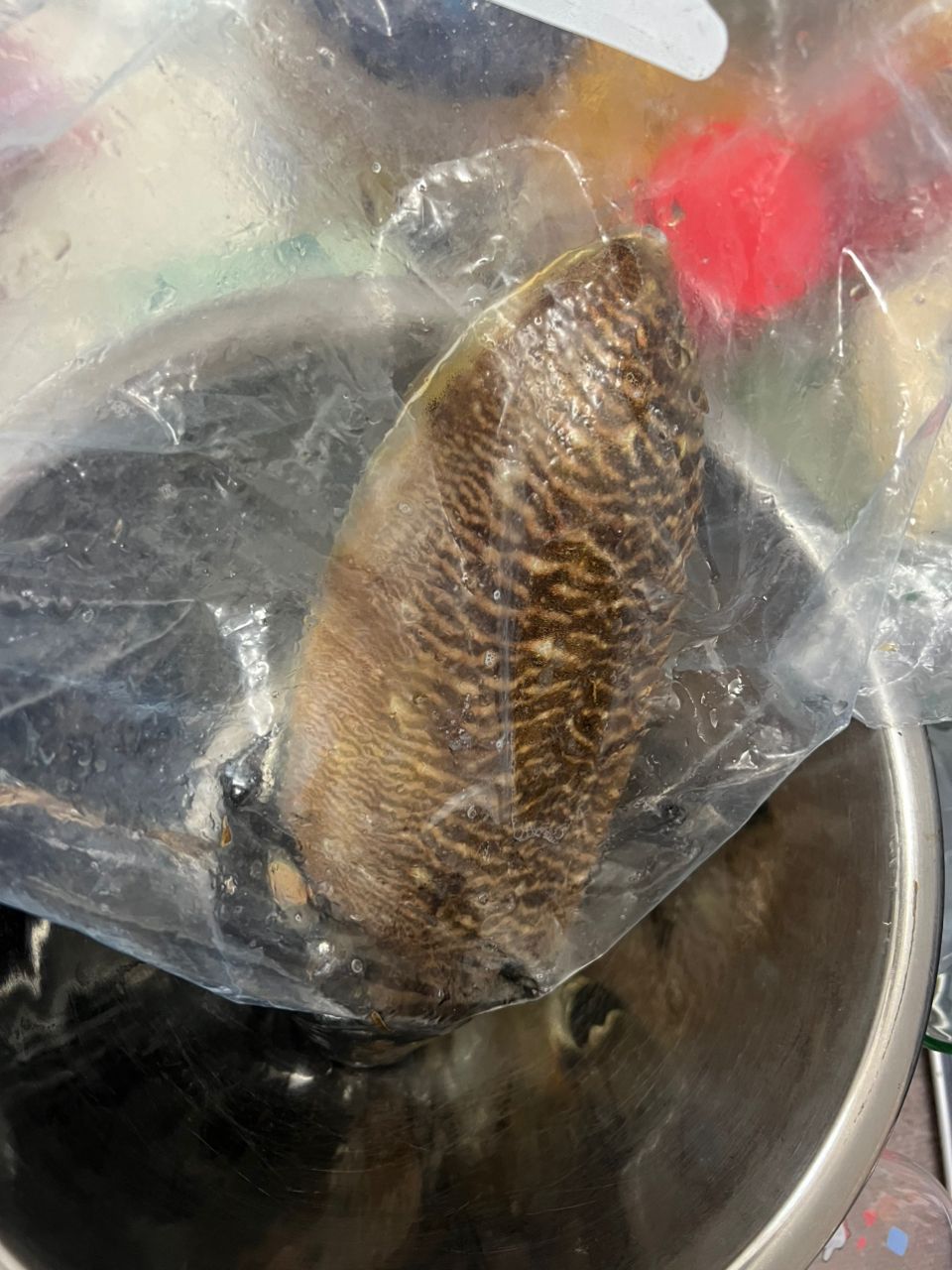 コウイカ