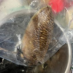 コウイカ