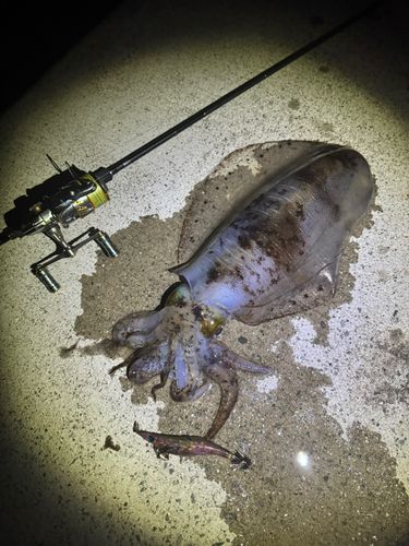 アオリイカの釣果