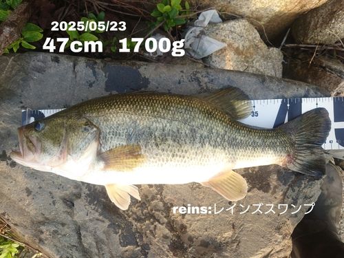 ブラックバスの釣果