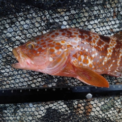 キジハタの釣果