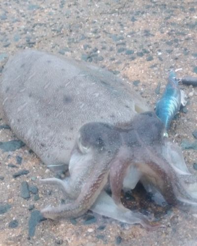コウイカの釣果