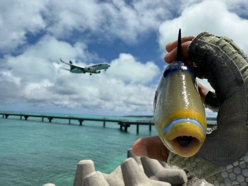 ムラサメモンガラの釣果