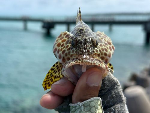 カンモンハタの釣果