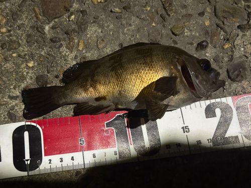 シロメバルの釣果