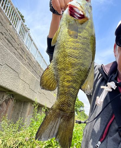 スモールマウスバスの釣果