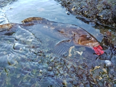 アイナメの釣果