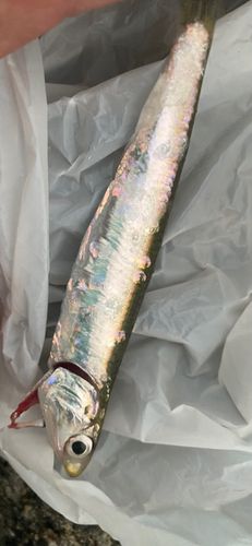 カタクチイワシの釣果