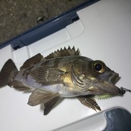 メバル