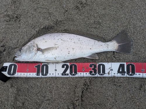 ニベの釣果
