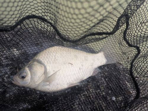 ヘラブナの釣果