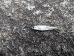 モツゴの釣果