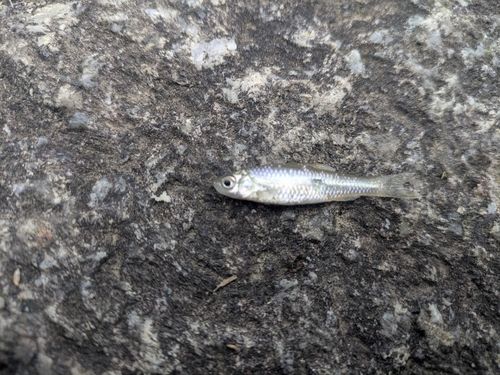 モツゴの釣果