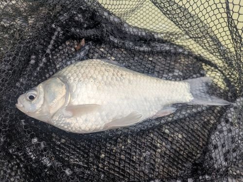 ヘラブナの釣果