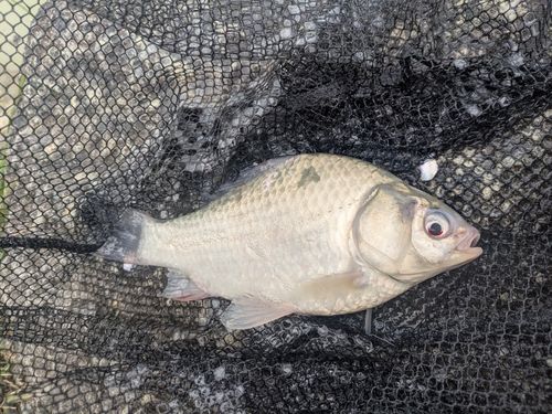 ヘラブナの釣果