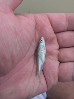モツゴの釣果