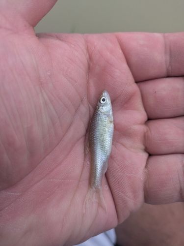 モツゴの釣果