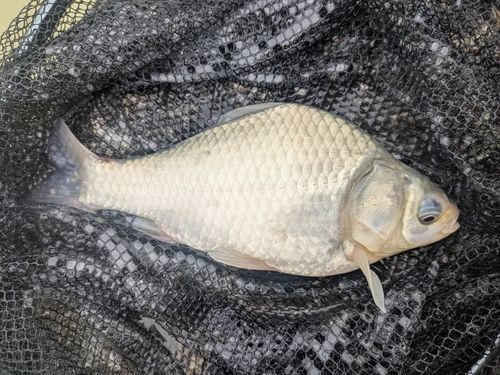 ヘラブナの釣果