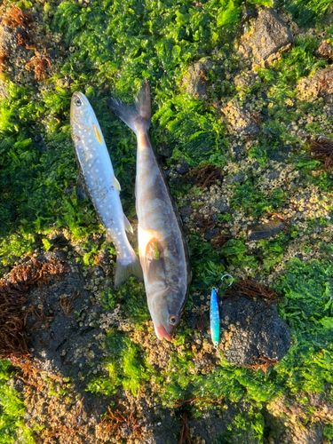アメマスの釣果