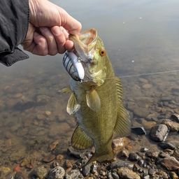 スモールマウスバス