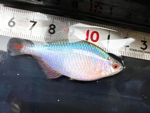 タイリクバラタナゴの釣果