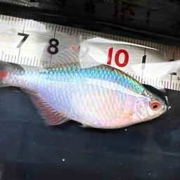 タイリクバラタナゴ