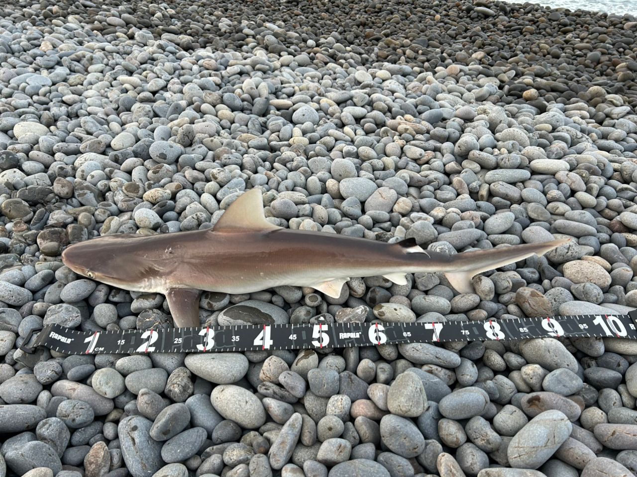 サメ