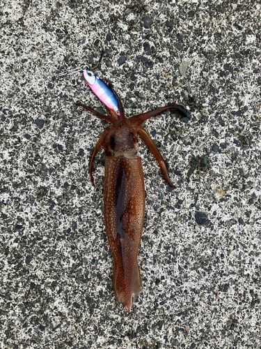 スルメイカの釣果