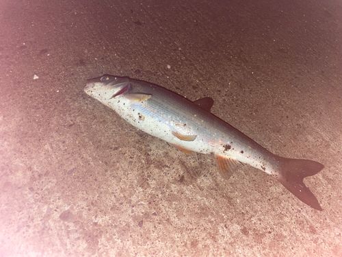 エゾウグイの釣果