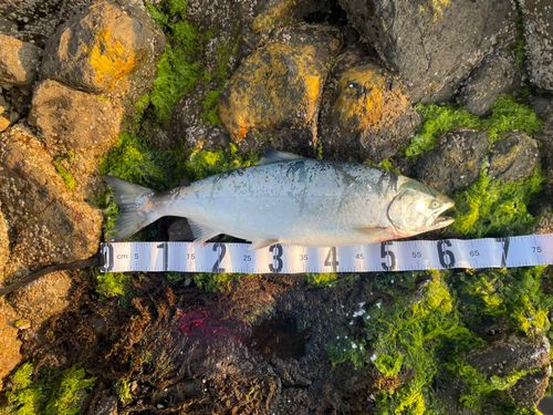 サクラマスの釣果