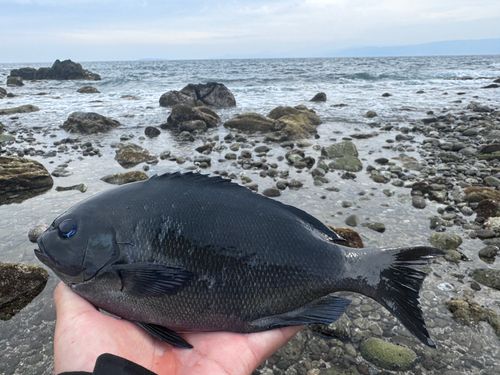 メジナの釣果