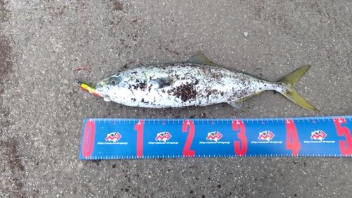 釣果