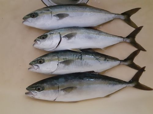 コゾクラの釣果