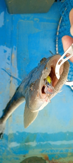 マゴチの釣果