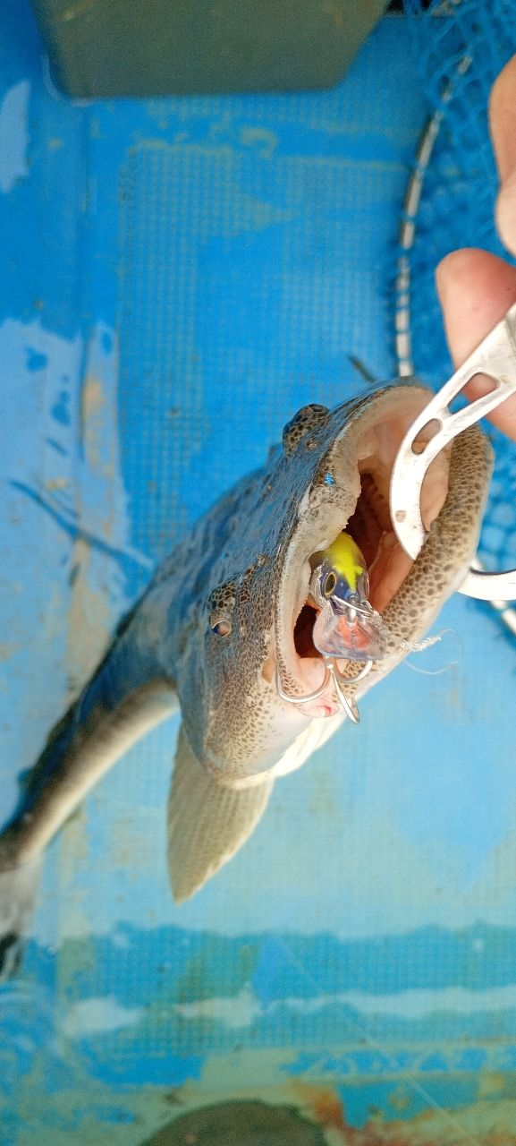 dragonkazu1967さんの釣果 1枚目の画像