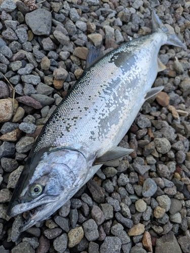 サクラマスの釣果