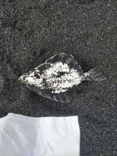 カワガレイの釣果