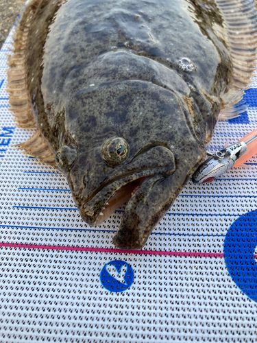 ヒラメの釣果