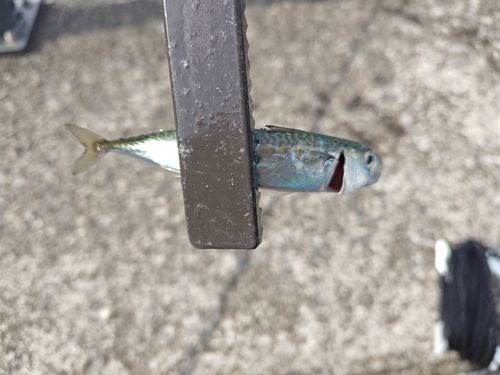 サバの釣果