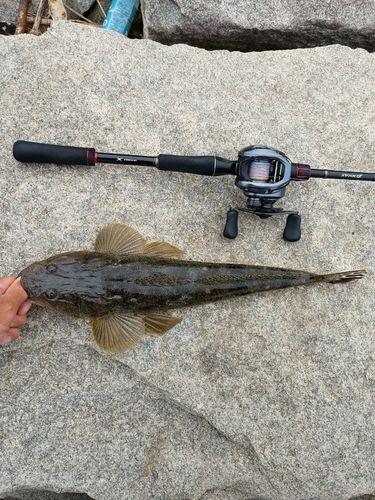 マゴチの釣果