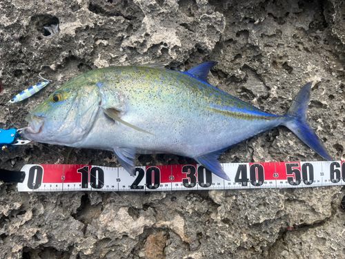 カスミアジの釣果